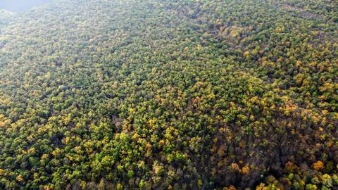 Autumn forest Stock Photos