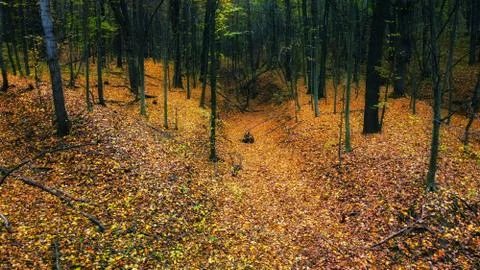 Autumn forest Stock Photos