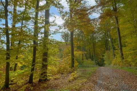 Autumn forest Stock Photos