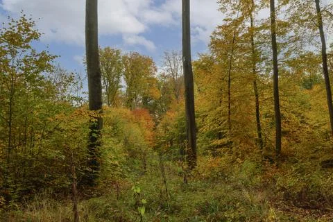 Autumn forest Stock Photos