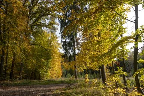 Autumn forest Stock Photos