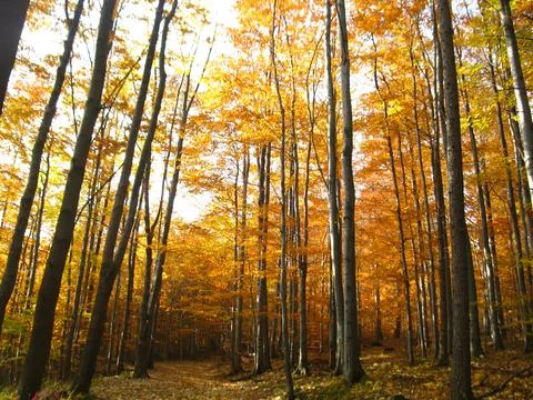 Autumn forest Stock-Fotos