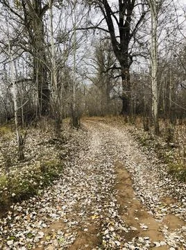 Autumn forest Stock Photos