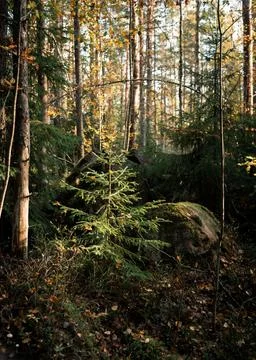 Autumn in the forest Stock Photos