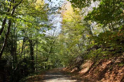 Autumn in Forest Stock Photos