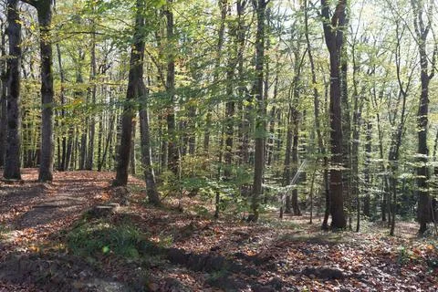 Autumn in forest Stock Photos