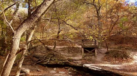 Autumn Forest Foto stock