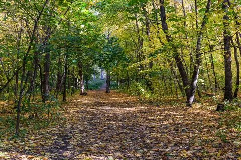 Autumn forest Stock Photos