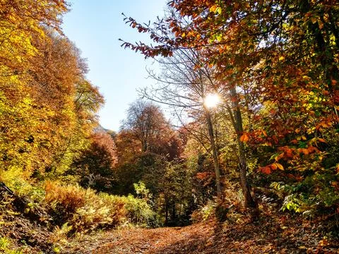 Autumn forest Фото
