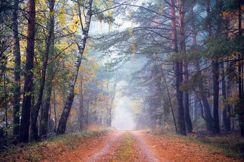 Autumn forest Stock Photos