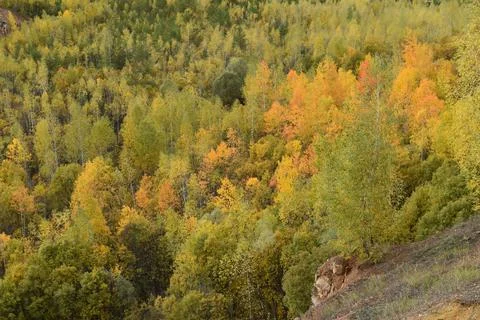 Autumn Forest Foto stock