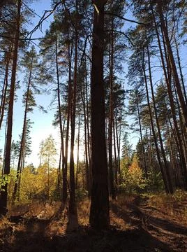 Autumn forest 스톡 사진