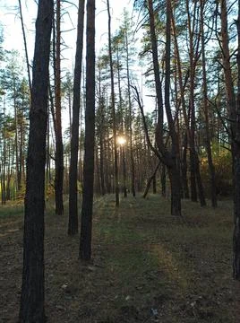 Autumn forest 스톡 사진