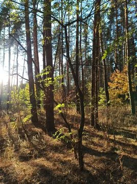 Autumn forest 스톡 사진