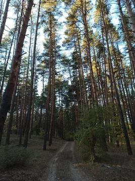 Autumn forest 스톡 사진