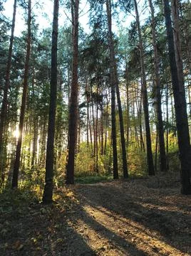 Autumn forest 스톡 사진