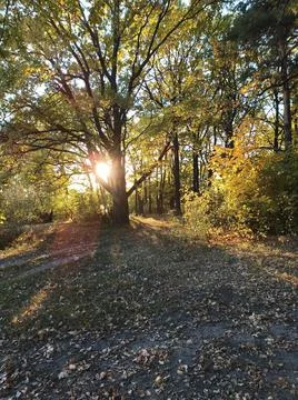 Autumn forest 스톡 사진