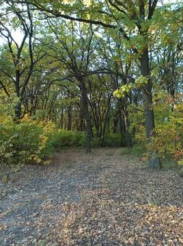 Autumn forest 스톡 사진