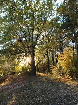Autumn forest 스톡 사진