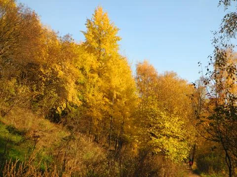 Autumn forest Stock Photos