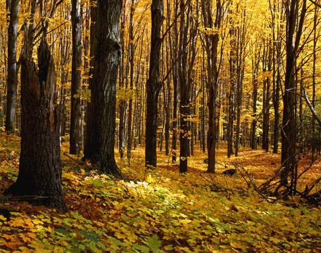 Autumn Forest Stock Photos