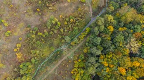 Autumn forest Foto stock
