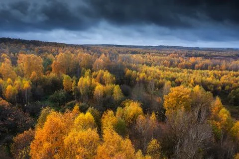 Autumn forest Stock Photos