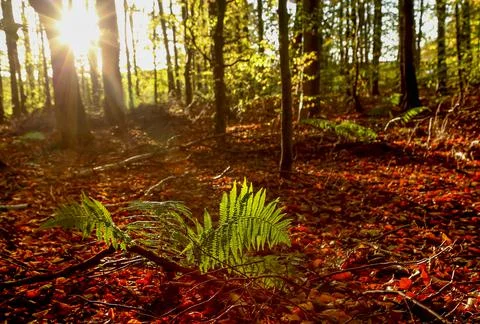 Autumn in the forest Stock Photos