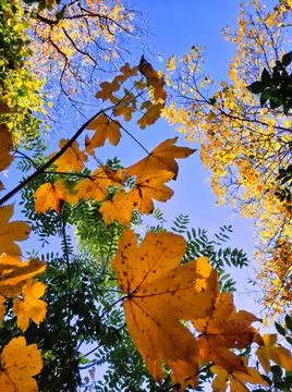 The autumn forest Stock Photos