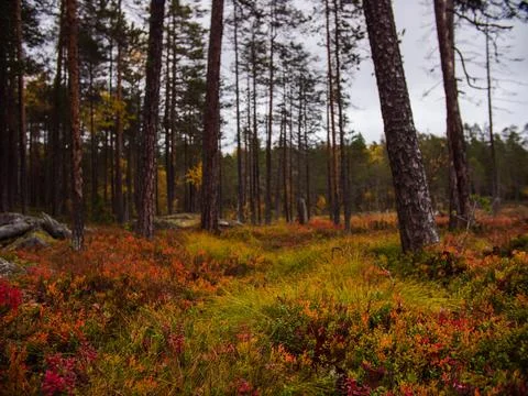 Autumn forest Stock Photos