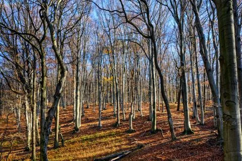 Autumn Forest Foto stock