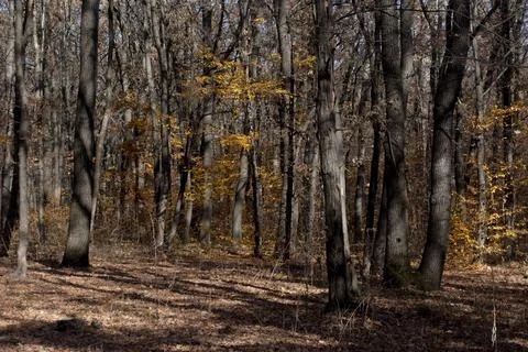 Autumn forest Foto stock