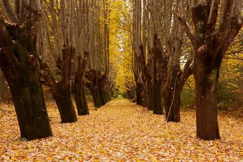 Autumn Forest Stock Photos