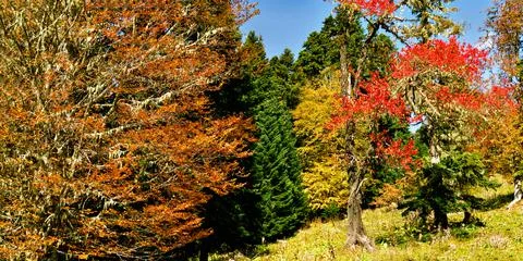 Autumn forest Fotos Stock