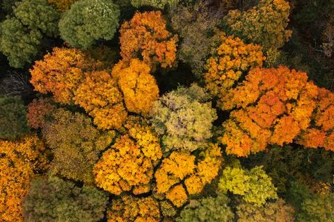Autumn forest Stock-Fotos