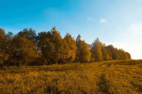 Autumn forest Stock Photos