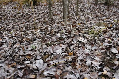 Autumn forest Foto stock