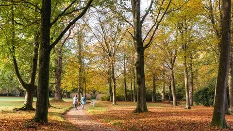 Autumn forest 写真素材