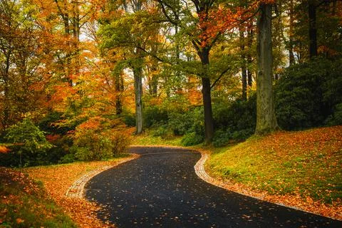 Autumn forest Stock Photos