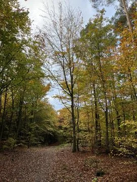 Autumn forest Stock Photos