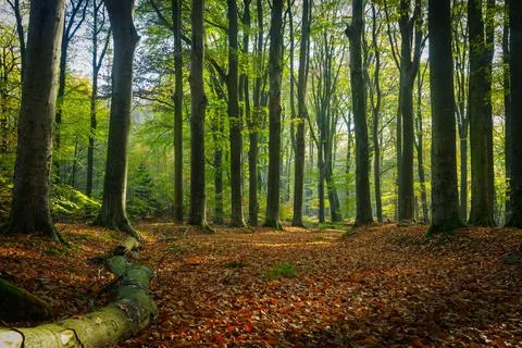 Autumn forest Stock Photos