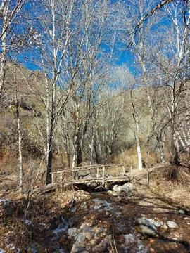 Autumn forest Stock Photos