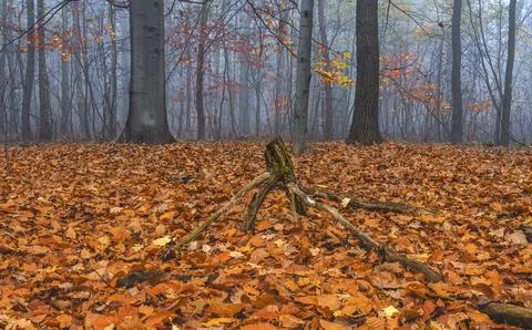 Autumn Forest Stock Photos