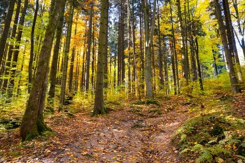 Autumn forest Stock Photos