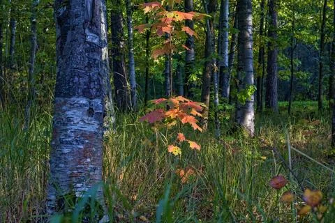 Autumn in the forest Stock Photos