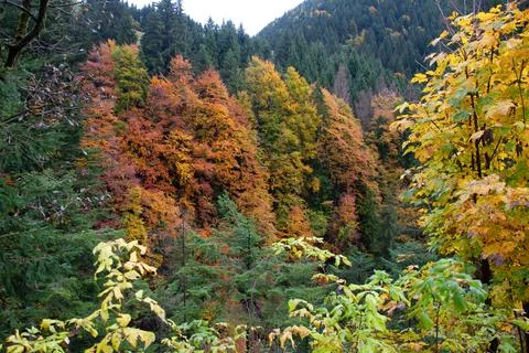 Autumn in the forest Stock Photos
