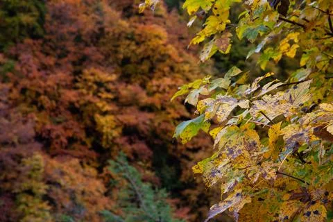 Autumn in the forest Stock Photos
