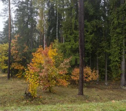 Autumn in the forest Stock Photos