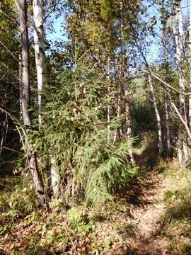 Autumn in the forest Stock Photos