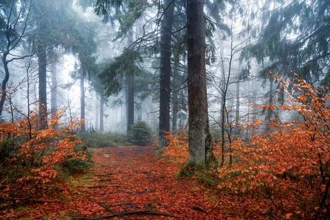 Autumn forest Stock Photos